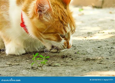 Cat eats a mouse stock photo. Image of alert, mammal - 251027012