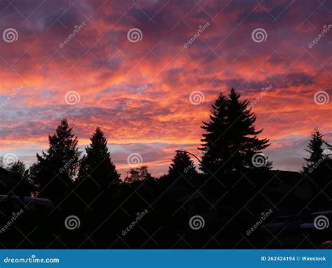 Silhouette of Pine Tree Forest during the Beautiful Sunset Stock Photo ...