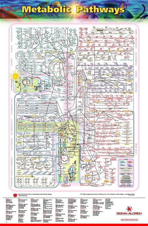 The Wonders Of The Human Cell The Metabolic Pathways Chart Page 92988 ...