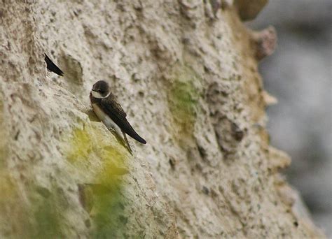 WATCH: Bird-brained sex? Scientists witness male sand martin ...