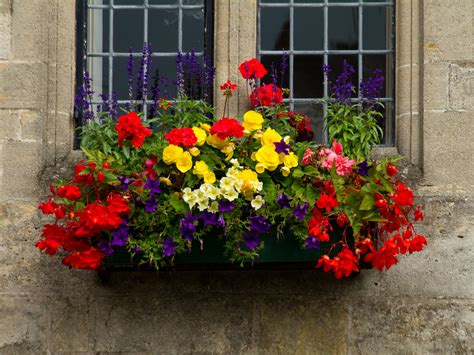 Window Box | Window box in the Market Place, Wells, Somerset… | Flickr