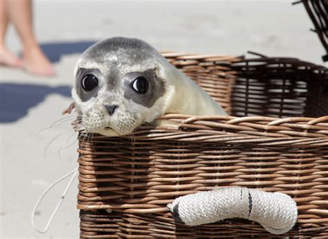 Sweet little seal pups are released back into the wild - Lifestyle Blog - Reveal