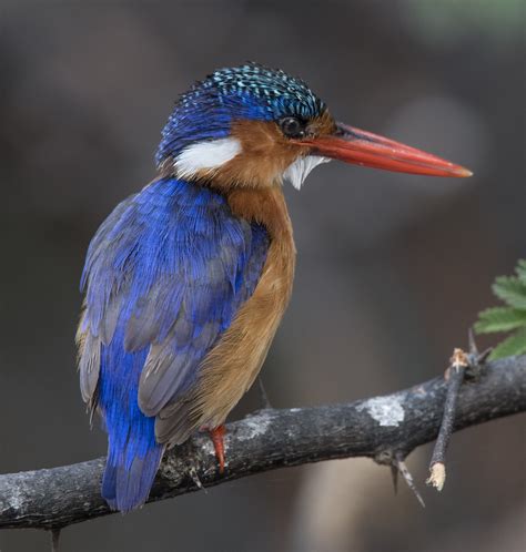 Malachite Kingfisher | Colorful Birds | Perching Birds