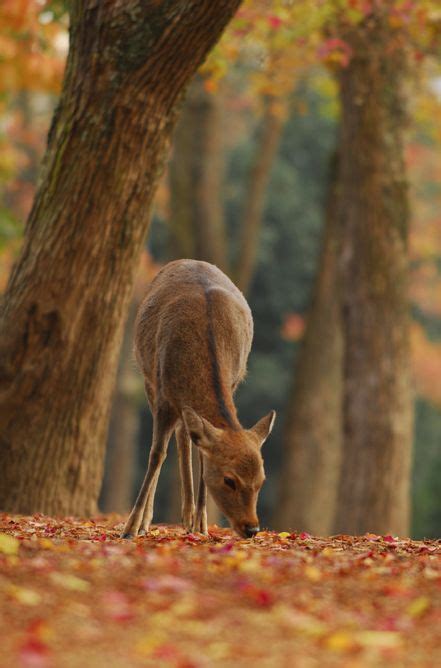 101 best Autumn Animals images on Pinterest | Wild animals, Woodland animals and Animal pictures