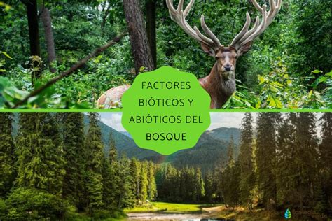 Factores bióticos y abióticos del bosque - Resumen