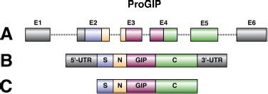 Gastric inhibitory polypeptide – ויקירפואה