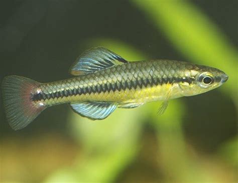 BLACK-STRIPE MINNOW LIFE EXPECTANCY