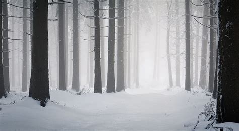 Snowy Dark Forest Wallpaper