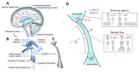 Cerebrospinal Flow Dynamics - Multiscale Flow Physics