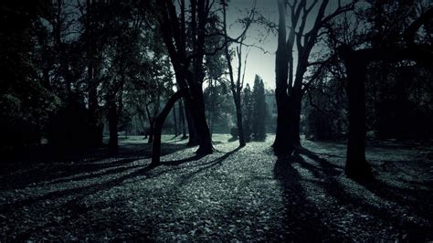 Dark Forest HD Wallpapers - Wallpaper Cave