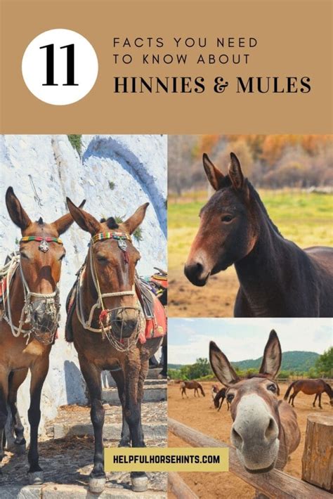 Hinny vs. Mule: 11 Facts You Need to Know - Helpful Horse Hints