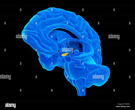 medically accurate illustration of the tuber cinereum Stock Photo - Alamy