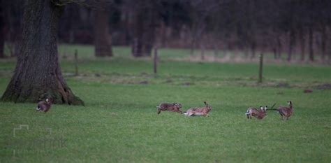 Wildlife the Netherlands – Siemerink Photography