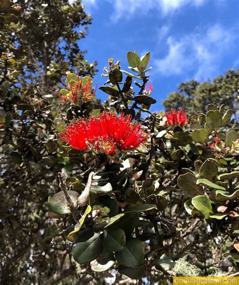 The Lehua Blossom on the Ohia Tree - Go Visit Hawaii