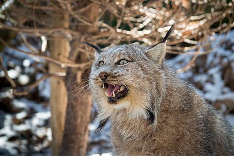 170+ Snarling Lynx Stock Photos, Pictures & Royalty-Free Images - iStock