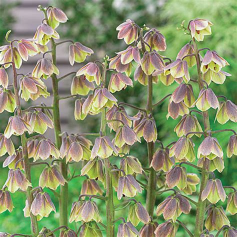 Fritillaria persica Green Dreams | K. van Bourgondien Bulbs