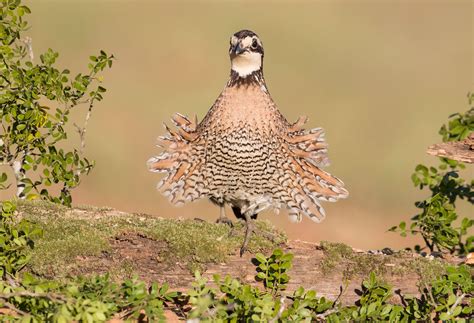 Northern Bobwhite | Audubon Field Guide