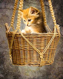 Royalty-Free photo: Black cat by a wicker basket on a white bookcase shelf | PickPik
