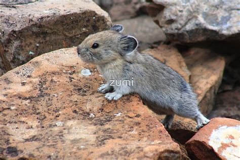 "Rock rabbit" by zumi | Redbubble