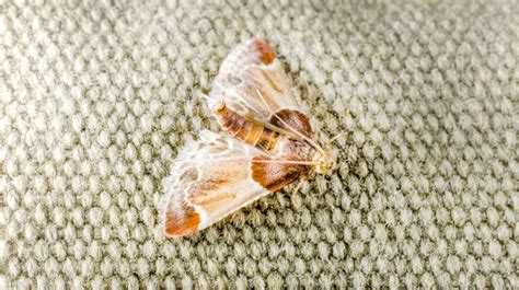 Do Moths Ever Bite? What You Need to Know