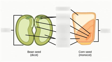 Seed Anatomy Diagram | Quizlet