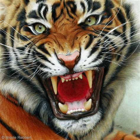 Tiger (drawing) by Quelchii on DeviantArt