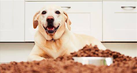 The Very Best Hypoallergenic Dog Food - Fur Genius