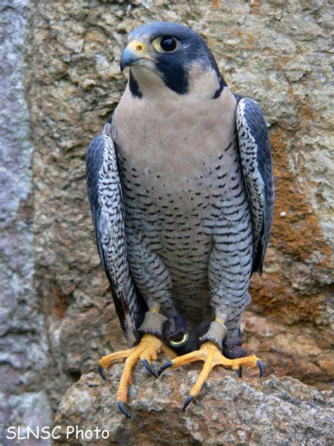 Peregrine Falcon Bird Info | All Wildlife Photographs