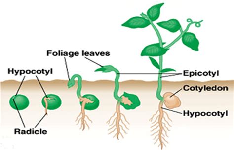 EPIGEAL DAN HIPOGEAL PDF