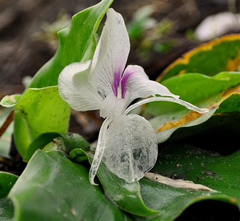 Medical Benefits of Kaempferia galanga ( kencur, aromatic ginger, sand ...