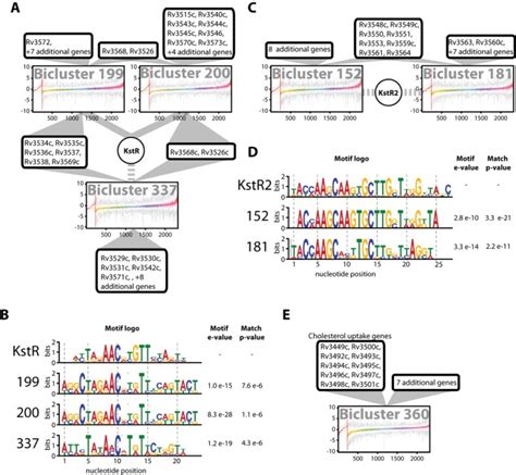 Global gene regulation in Mycobacterium tuberculosis - Baliga Lab