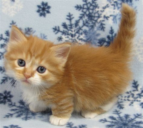 Munchkin Cats For Sale | Houston, TX #265012 | Petzlover