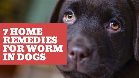 7 home remedies for worms in dogs - YouTube