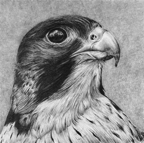 Realistic Pencil Drawing – Grid Drawing – Falcon