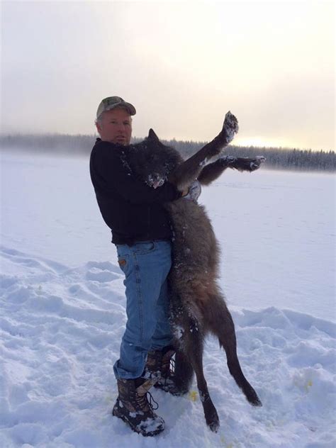 Wolf Hunting in BC, Winter Wolf Hunt, Hunting Package Prices for Wolf Hunts in BC Canada