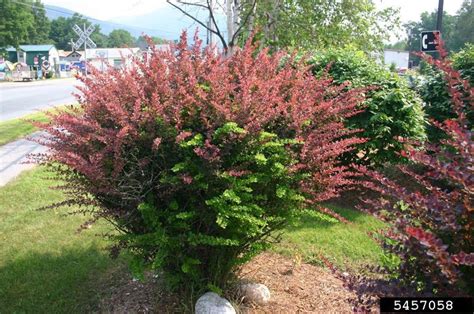 Invasives in Your Woodland: Japanese Barberry | University of Maryland Extension