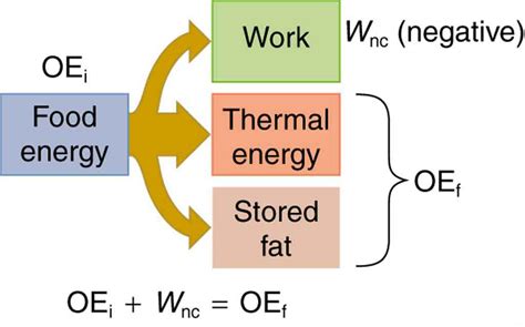 Work, Energy, and Power in Humans · Physics