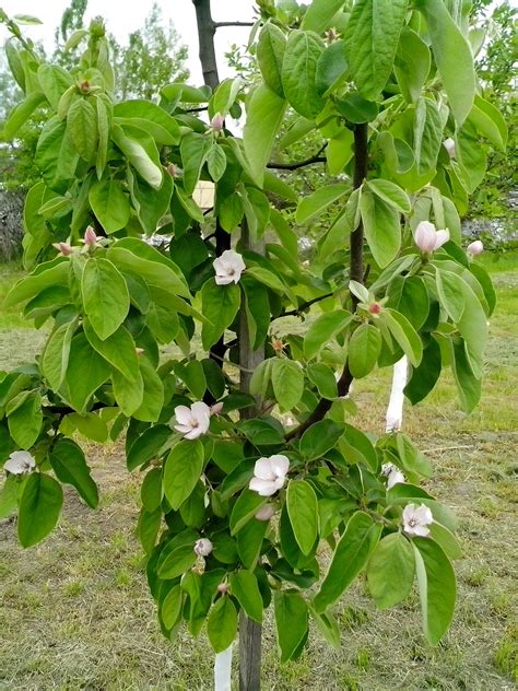 Imagen gratis: orgánica, membrillo, flores blancas, hojas verdes, árbol ...