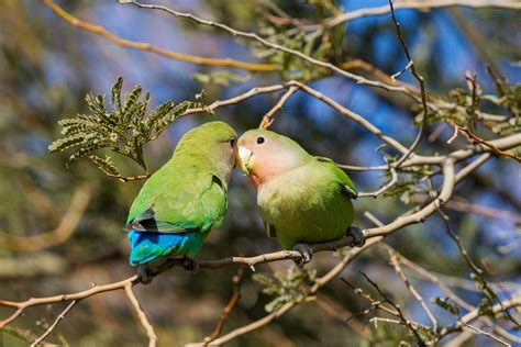 Ask Kenn: Are Lovebirds Really More Affectionate Than Other Birds? | Audubon