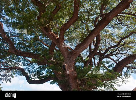 Monkey Pod tree, Waimea Town, Kauai, Hawaii Stock Photo - Alamy