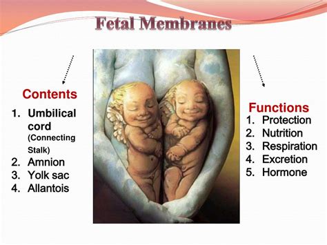 PPT - Fetal Membranes PowerPoint Presentation, free download - ID:2278156