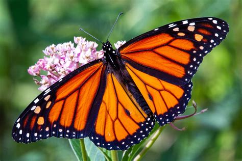 Essential Oils Company Helps Endangered Species Monarch Butterflies by Planting This in Their ...