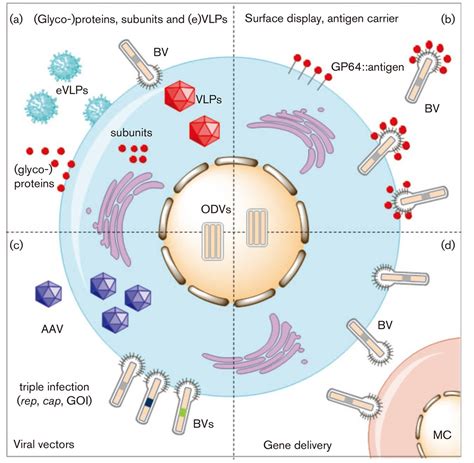 Baculovirus-Insect Expression System for Vaccine Production - Creative Biolabs