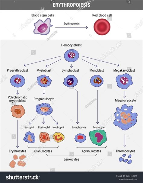 Erythropoiesis Development Red Blood Cell Erythrocyte Stock Vector ...