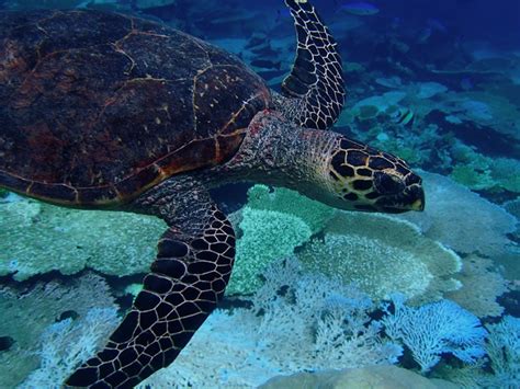 Sea Turtle Mating: Their Aquatic Dance (KSLOF) -Living Oceans Foundation