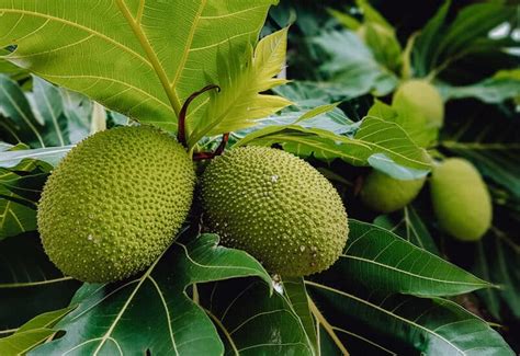 Growing Breadfruit Tree: Best Varieties, Planting Guide, Care, Problems ...