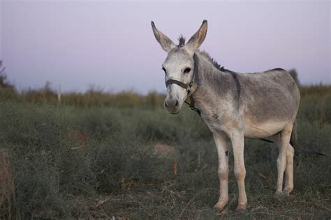 Texas Democratic Party Platform Virtually Exact Opposite of State GOP's ...