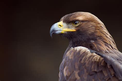 9 curiosidades de la visión del águila real - Mis Animales