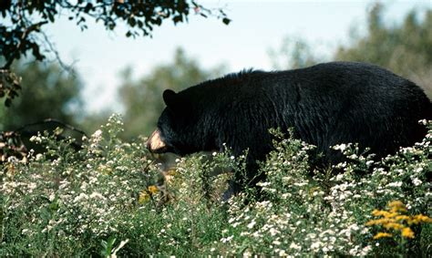 7 facts about Black Bears - Parks Blog