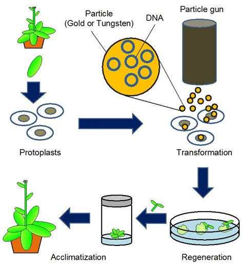 transgenic plants | ... into whole plants. (4)Acclimate the transgenic ...